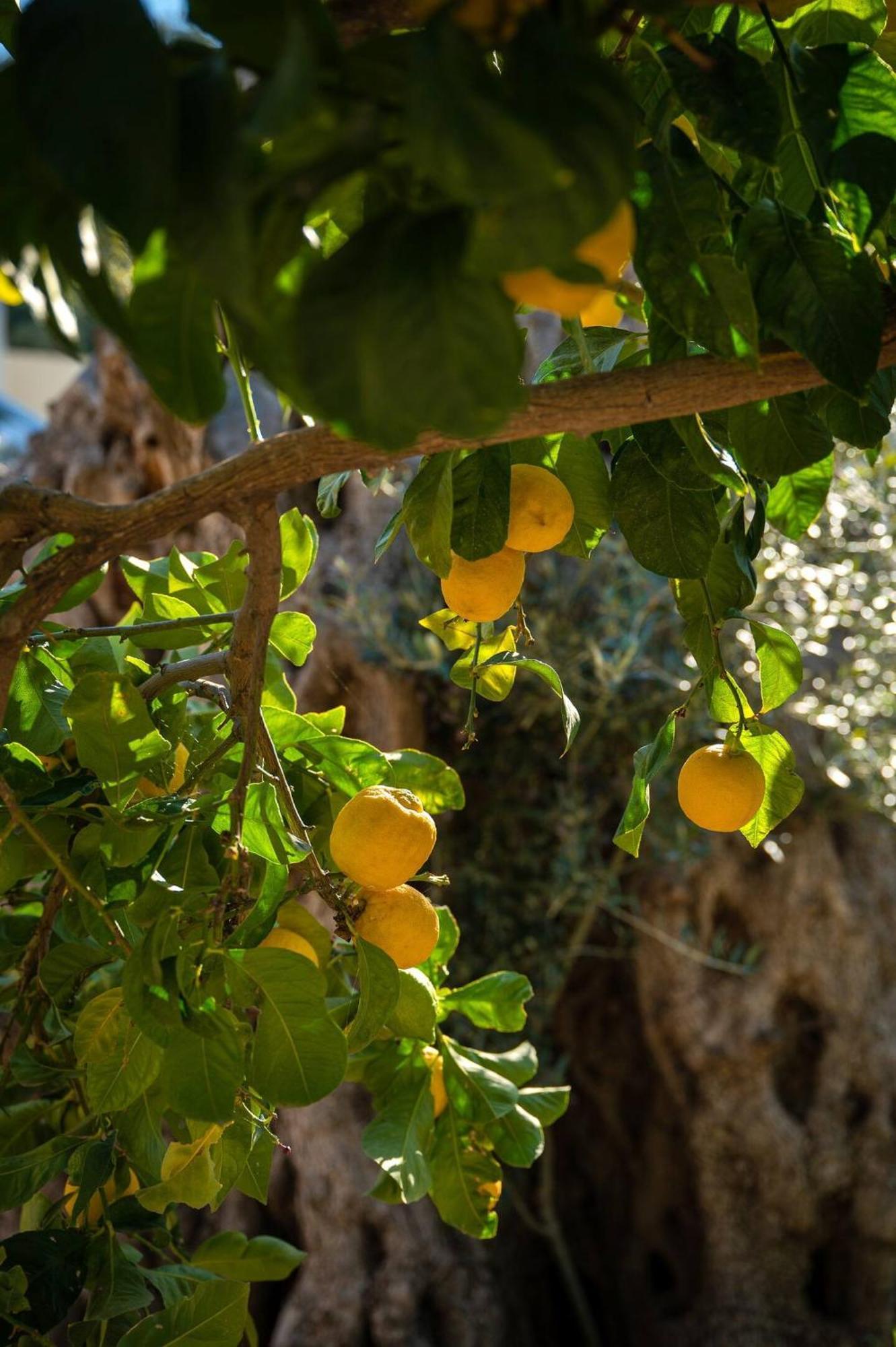 Physis Country House Near Matala Beach & Faistos Kouses المظهر الخارجي الصورة